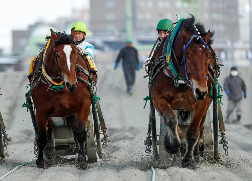 Koně a jezdci soutěží v jízdě zvané Banei v japonském Hokkaidó. Jde o obdobu soutěže tažných koní, kterou je možné vidět i v Česku
