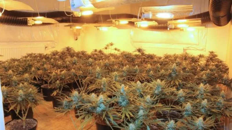 No comment: Pěstírna konopí v rodinném domě (zdroj: Policie ČR)