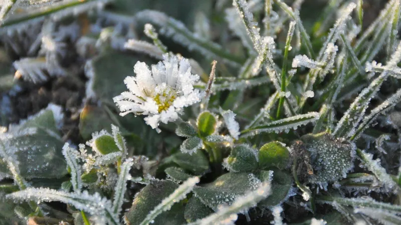 Počasí na Nový rok