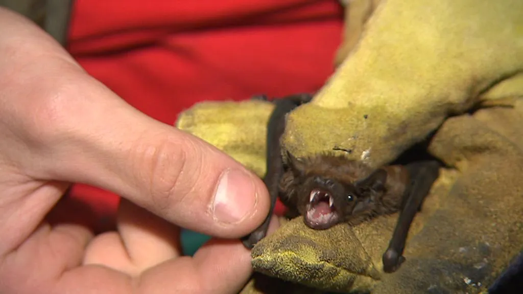 Vypouštění netopýrů