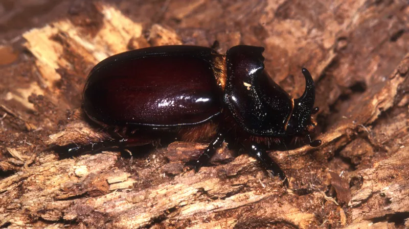 Nosorožík kapucínek