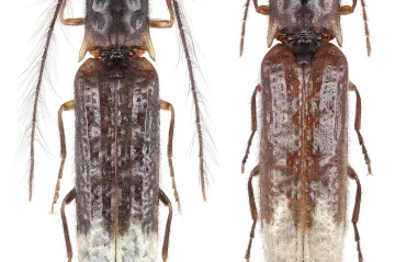 Olomoucký vědec popsal neznámého světélkujícího brouka. Pomáhá objasnit vývoj bioluminiscence