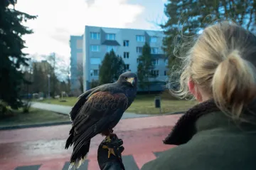 Káňata havrany z Tábora nevyhnala. Počet hnízd se ještě zvýšil