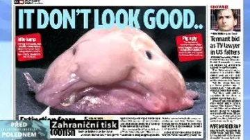 Daily Mirror o blobfish