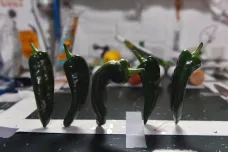 Pikantní jako sám vesmír. Astronauti si na ISS poprvé vypěstovali chilli papričky