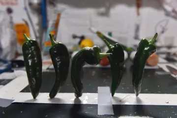 Pikantní jako sám vesmír. Astronauti si na ISS poprvé vypěstovali chilli papričky