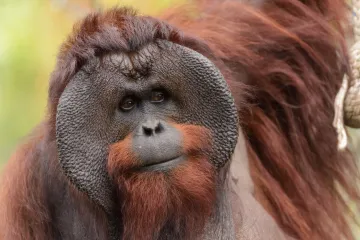 Malajsie chystá orangutaní diplomacii. Odmění země, které od ní kupují palmový olej