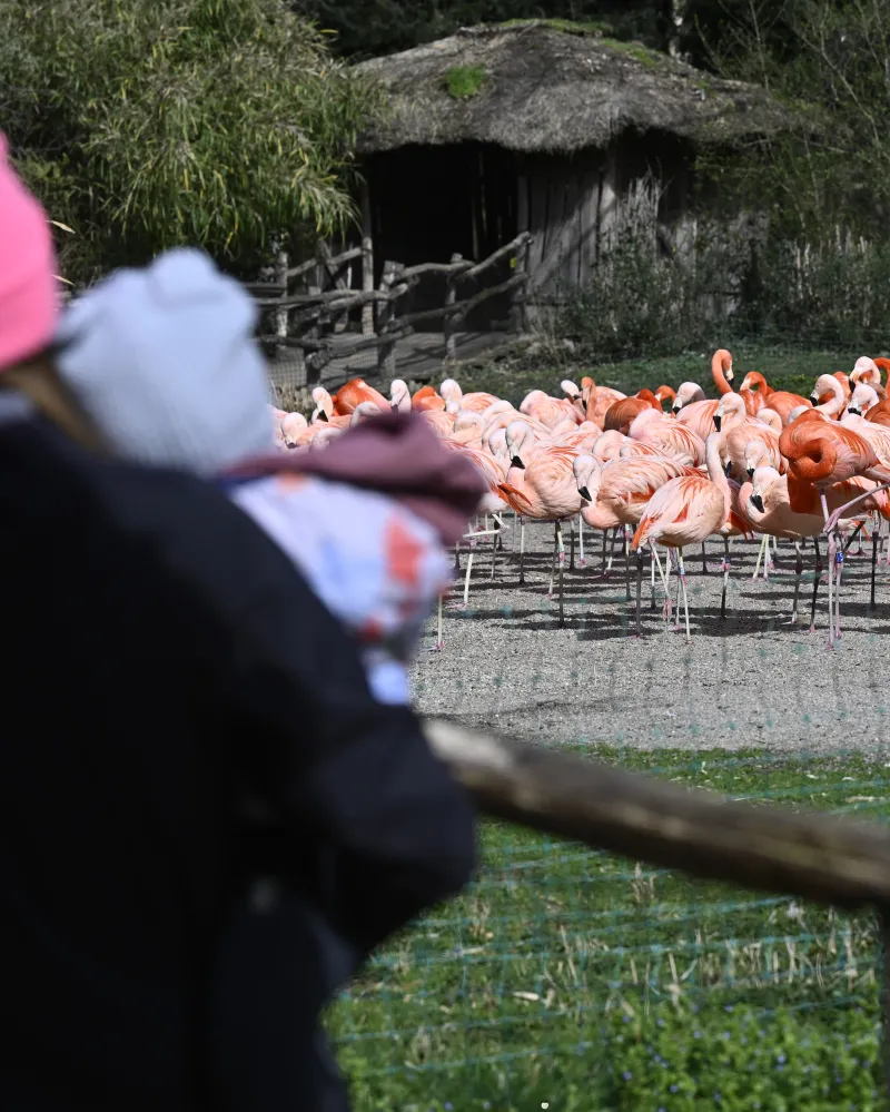 V pražské zoo se potvrdila ptačí chřipka