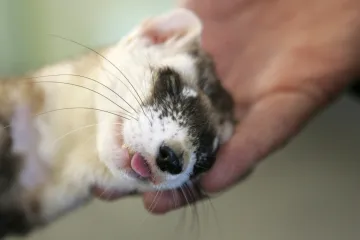 Britové oznámili, že končí s testováním na zvířatech