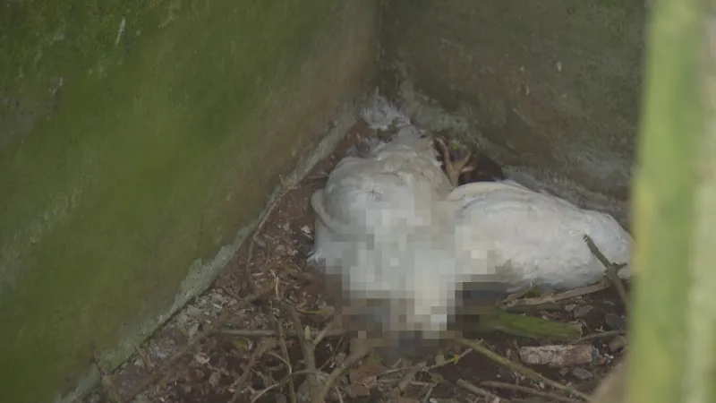 Škoda na chovu zasaženém ptačí chřipkou v Kosičkách je kolem 300 milionů korun