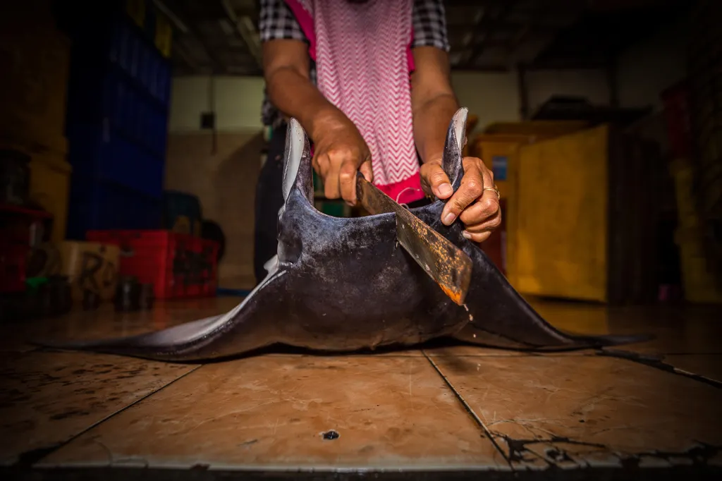 Finalista kategorie Marine Photographer of the Year