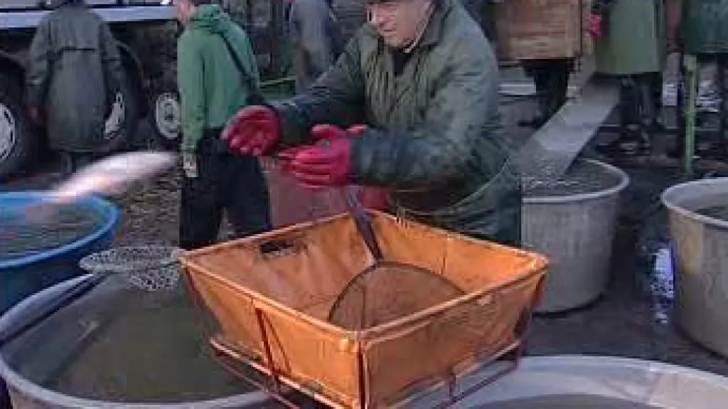 Výlov rybníka