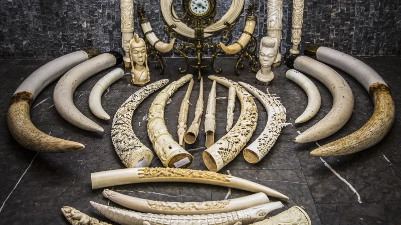 Celní správa ČR a Česká inspekce životního prostředí představily v rámci operací Tygří oko, Kostka a Ebur výsledky dosud největšího zásahu proti ilegálnímu obchodu se slonovinou a produkty z chráněných živočichů na území ČR