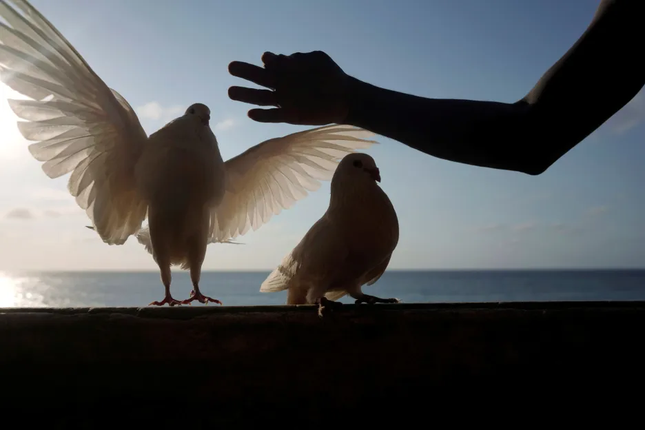 Kubánci si našli nový druh zábavy v chovu holubů. Hlavním důvodem je částečná možnost úniku před pandemií koronaviru