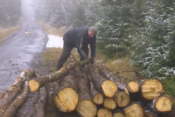 Kloubnatka je pro lesy pohromou