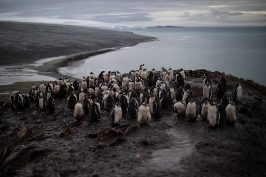Počty tučňáků uzdičkových na ostrově Snow Island neukazují na odchylku od posledního sčítání