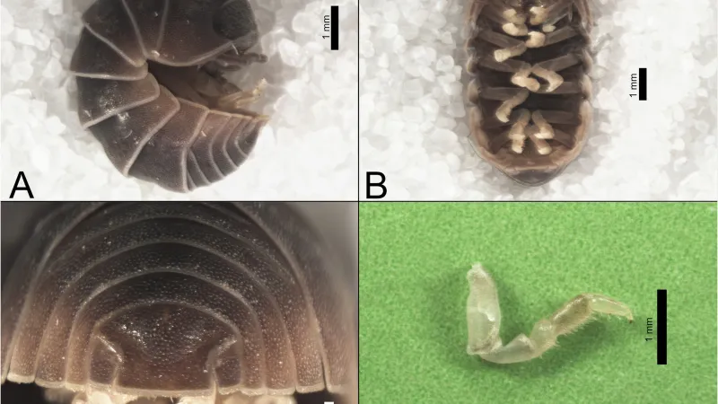 Stínka druhu Armadillo sordidus