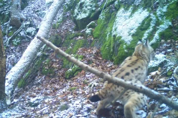 Šelma v Brdech. Fotopast zachytila rysa ostrovida