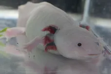 Axolotl si umí regenerovat mozek do poslední buňky, ukázala studie