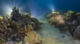 Korálové útesy: A Reef that Glows"
