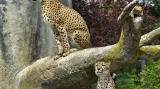 Gepardi štíhlí v novém výběhu