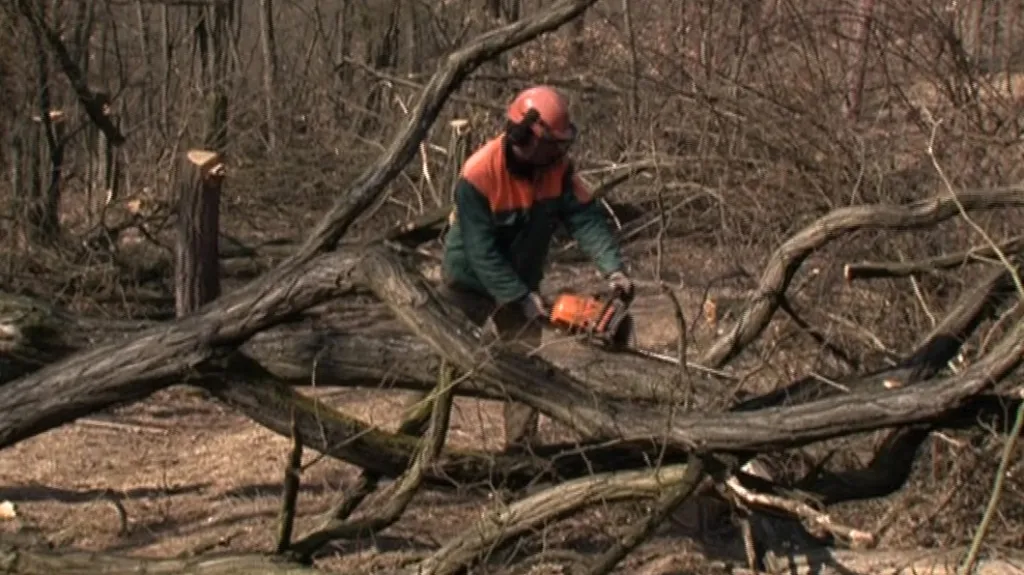 Lesníci likvidují v Podyjí nepůvodní dřeviny