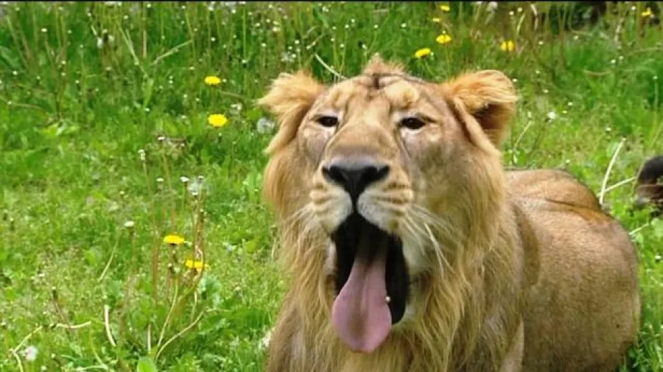 Kodaňská zoo utratila další zdravá zvířata