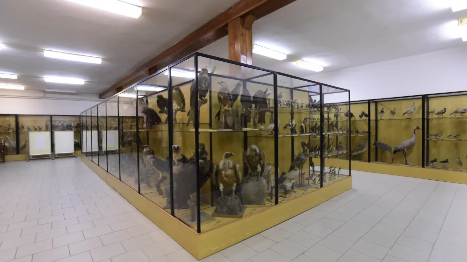 Současná expozice českých ptáků dostane novou podobu