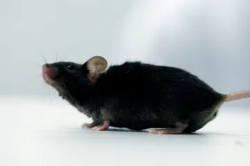 Čeští vědci vytvořili myší model vzácné nemoci, pomůže v testování léků