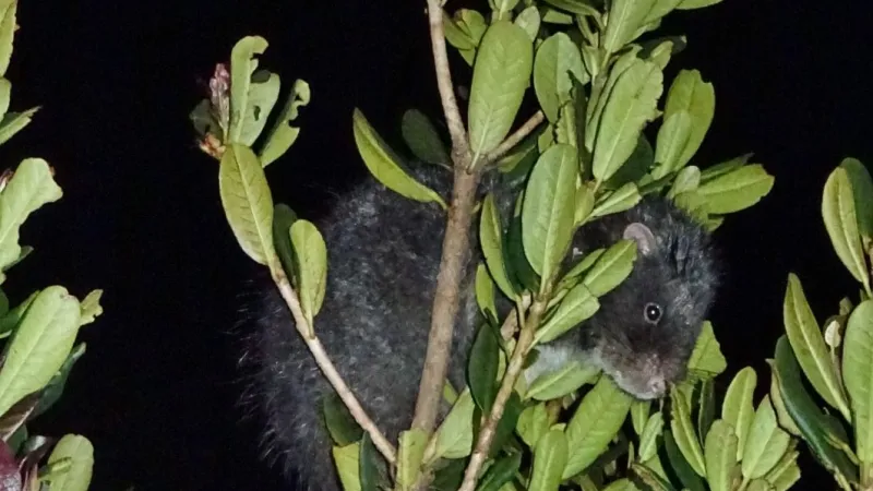 Velekrysa šplhá po stromech