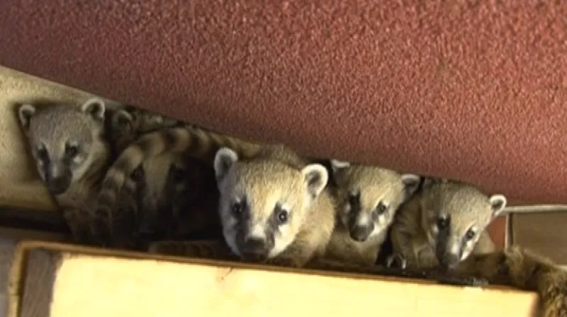 Zvědavá nosálí rodina