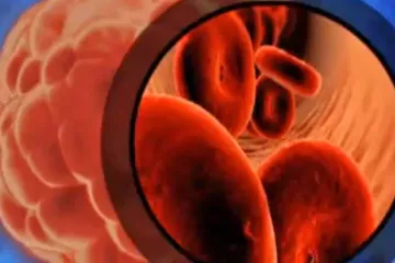 Vědci z Brna objevili molekulu, která určuje vývoj kmenové buňky