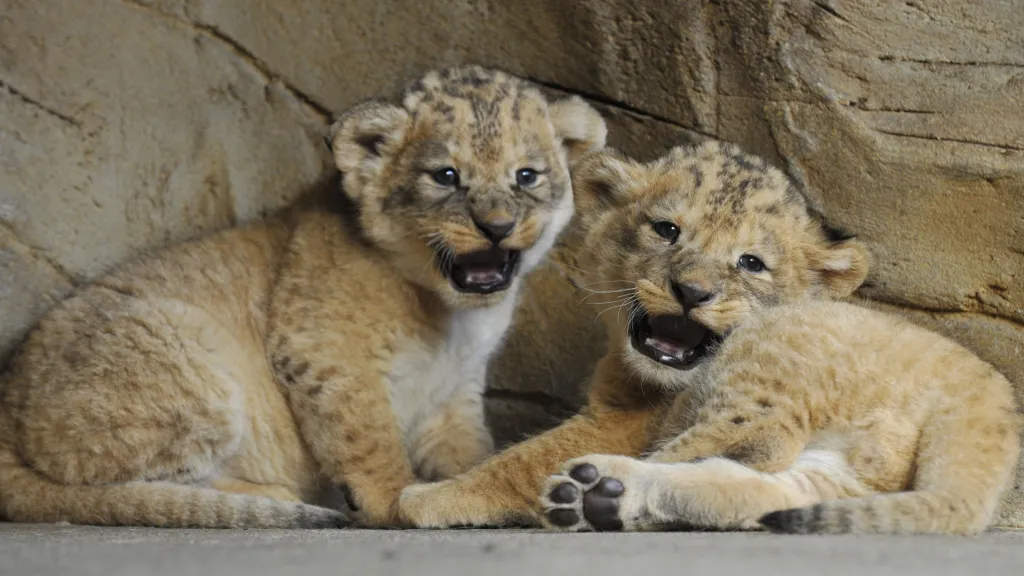 Mláďata lva berberského