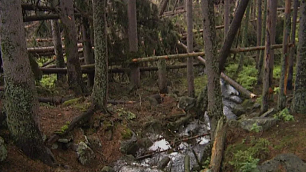 Šumava