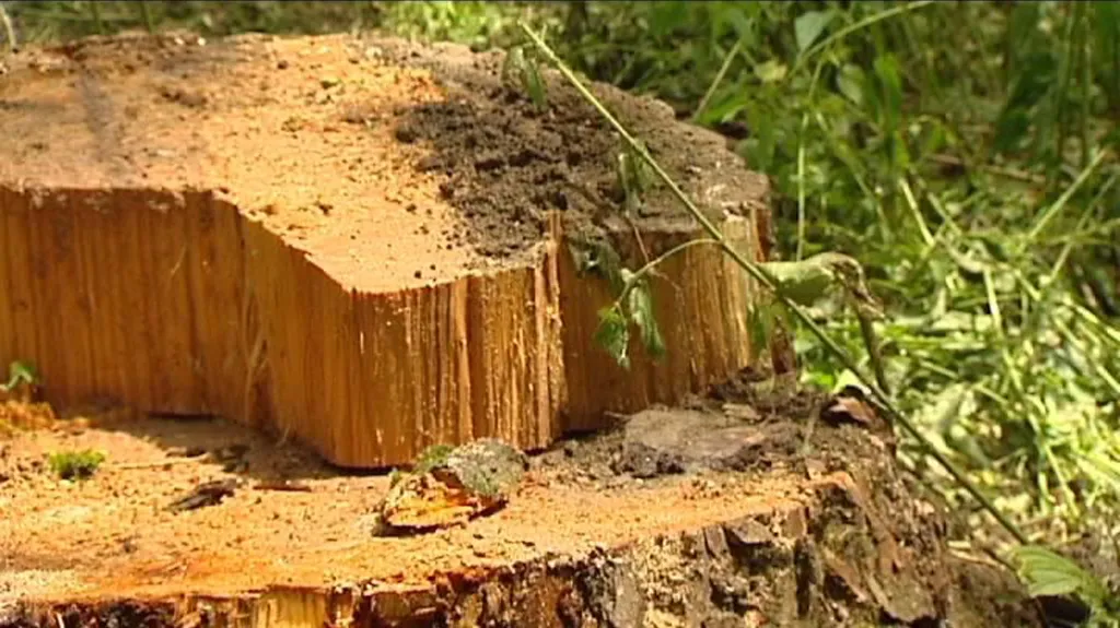 Foto poškozeného stromu