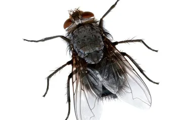 Výzkum mušího mozku odhalil jak mistrně vládnout plácačkou