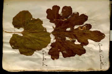 Středověké herbáře dokládají, jak moc člověk změnil evropskou přírodu