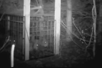 Myslivci chytili do klece první selata v rizikové oblasti Zlínska