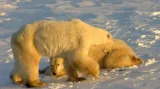 Lední medvědi