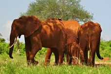 Keňa poráží pytláky. Populace zdejších slonů se rozrostla o čtyři tisíce