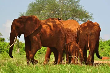 Keňa poráží pytláky. Populace zdejších slonů se rozrostla o čtyři tisíce
