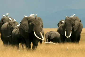 Gorily na talíři, kly na prodej. Vleklými konflikty trpí hlavně velcí savci, ukázala studie