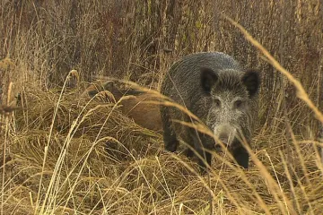 Veterináři potvrdili mor u osmého divočáka uhynulého za ohradníky. Zamořená oblast se přesto zmenší