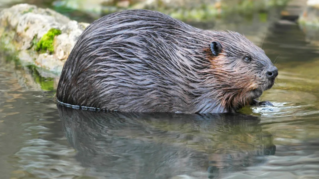 Bobr se živí především lýkem a větvičkami topolu a vrby