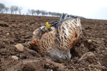 Někdo otrávil ohrožené luňáky, případy bude vyšetřovat speciální tým vědců