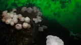 Širokoúhlé snímky kompaktním fotoaparátem: "Sea Nettle Soup" Metridium Anemones and Sea Nettle Jellyfish
