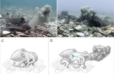 Chobotnice po sobě vrhají škeble, ukázaly záběry z mořského dna. Důvod biologové neznají