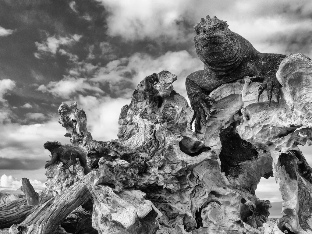 Vítězná fotografie v kategorii Umění v ekologii. Mořští leguáni na ostrově Galapágy se musí každý den nejdříve zahřát, než se začnou trochu hýbat a být aktivní. Tito jedinci vyšplhali na vyplavený kmen na pláži ostrova Isabela, aby zachytili sluneční paprsky.