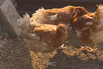 Veterináři od poloviny února zmírní opatření proti ptačí chřipce