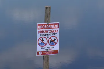 Psi uhynuli po procházce u vody. Vědci mají podezření na toxické sinice